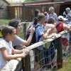 kirnduls gyrben 2012.05.27. 002